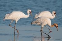 Whooping Crane Weekend Tour for 2 with Penfeathers 202//135
